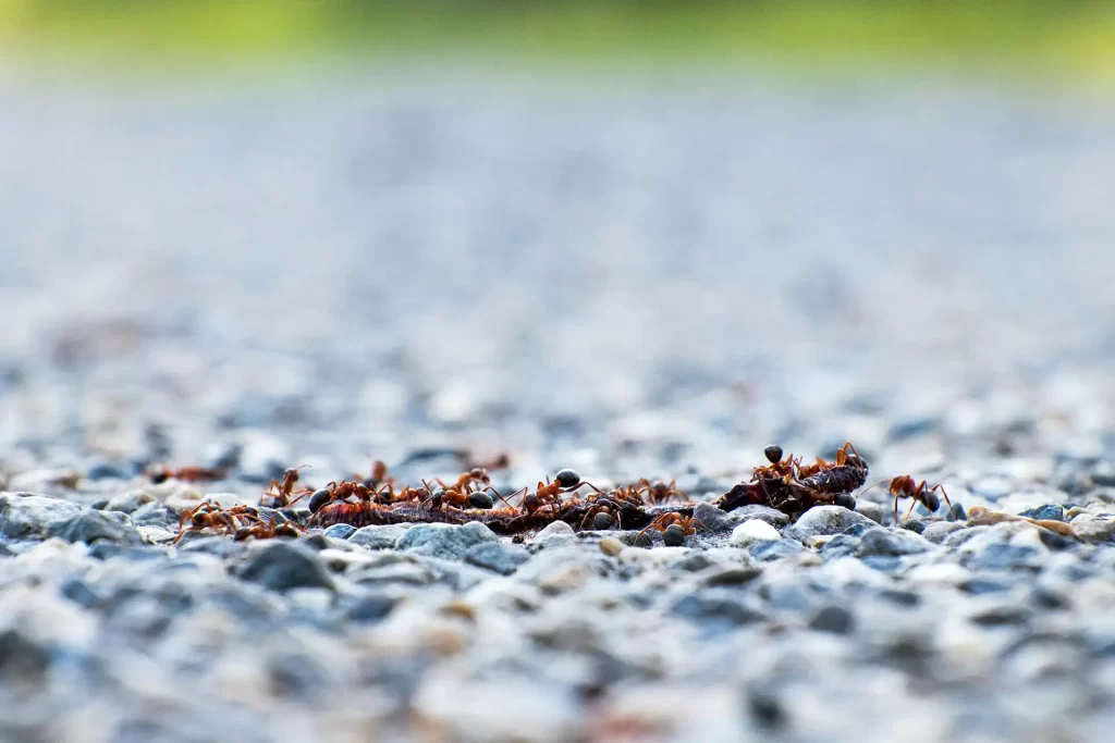 Close-up of ants on a gravel path, highlighting natural behavior