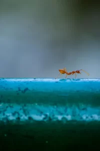 Close-up of a red ant walking on a textured blue surface with blurred background.