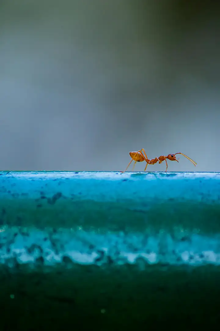 Close-up of a red ant walking on a textured blue surface with blurred background.