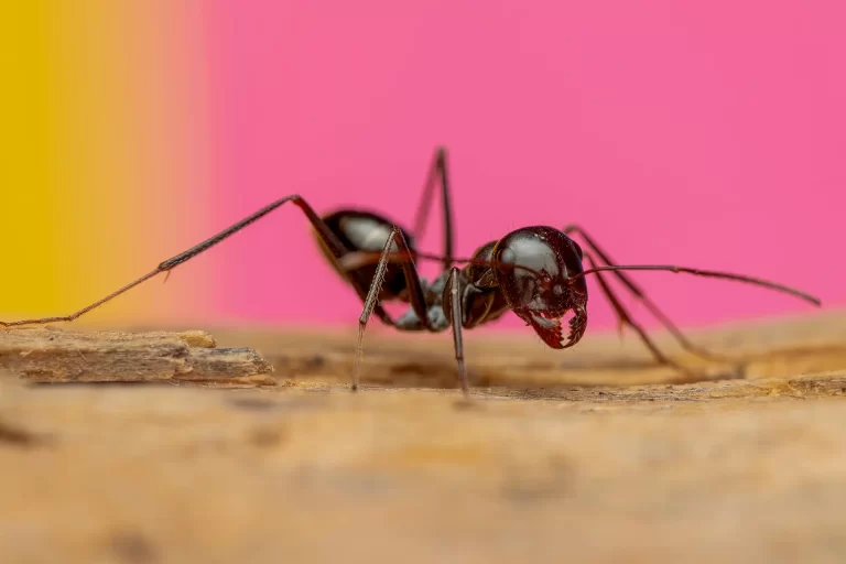 Detailed image of a black ant walking on wood with a vibrant pink and yellow background