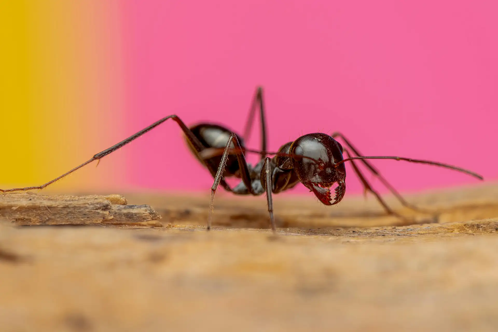 Detailed image of a black ant walking on wood with a vibrant pink and yellow background