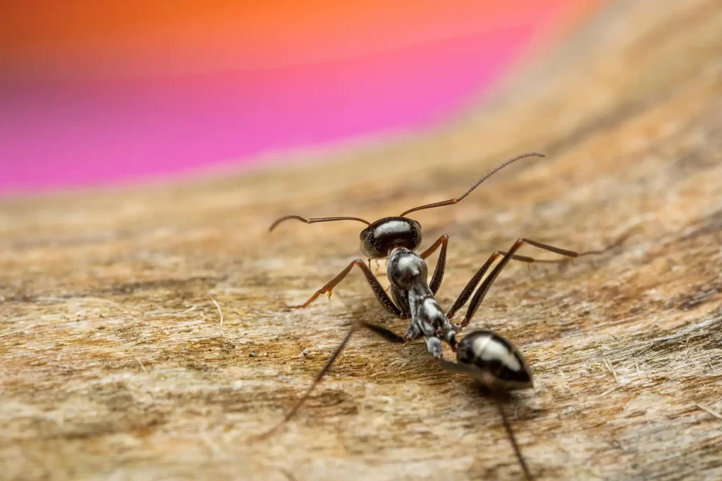 Detailed macro photograph of a black ant exploring a wooden surface in natural vibrant colors