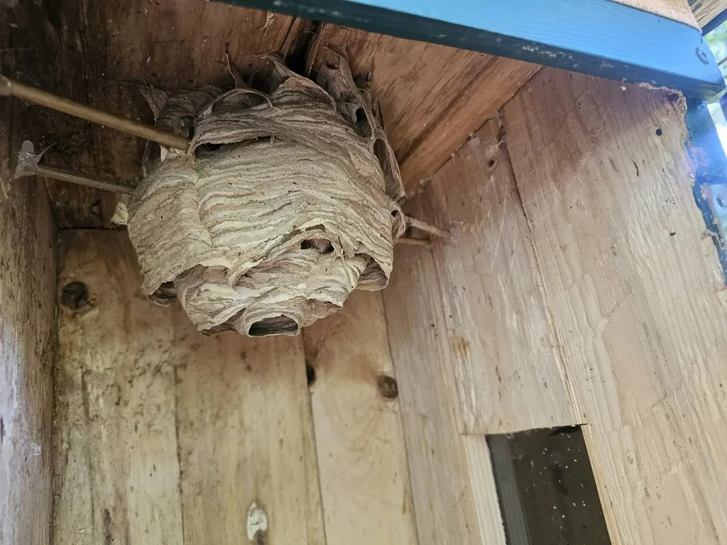 Wasp nest up in rafters