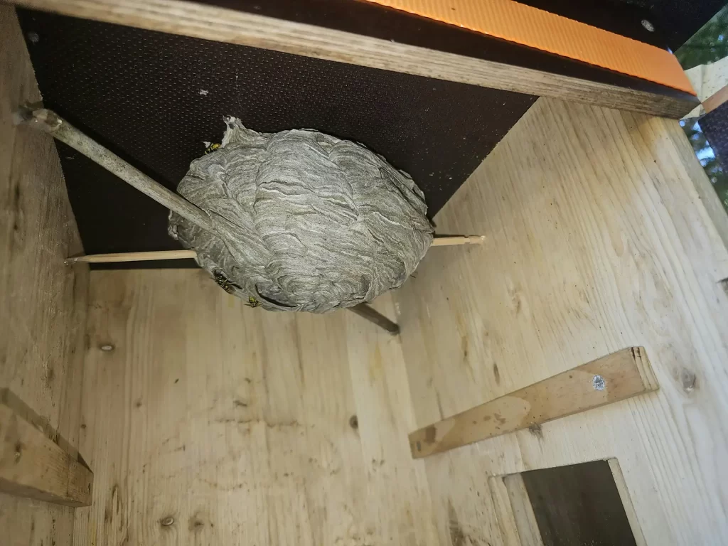 Wasp nest up in rafters