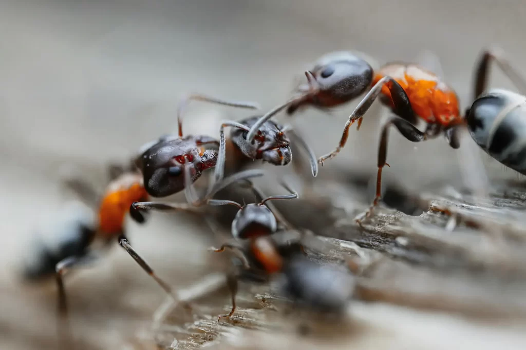 Detailed macro shot of ants interacting on wood, showcasing intricate behaviors and textures