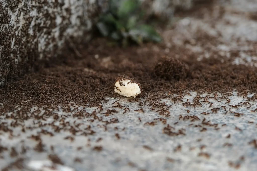 A large colony of ants swarming over a piece of food outdoors on a stone surface