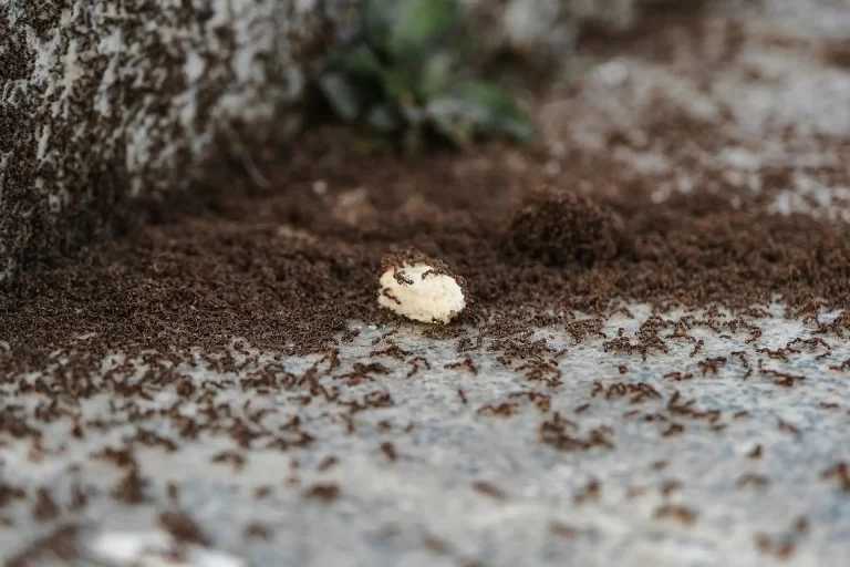A large colony of ants swarming over a piece of food outdoors on a stone surface