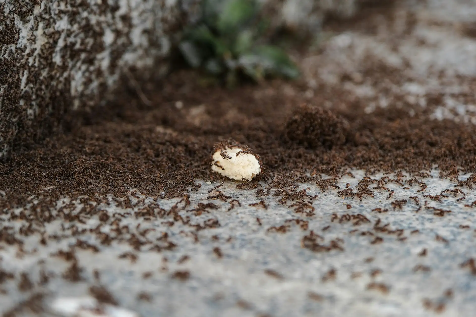 A large colony of ants swarming over a piece of food outdoors on a stone surface