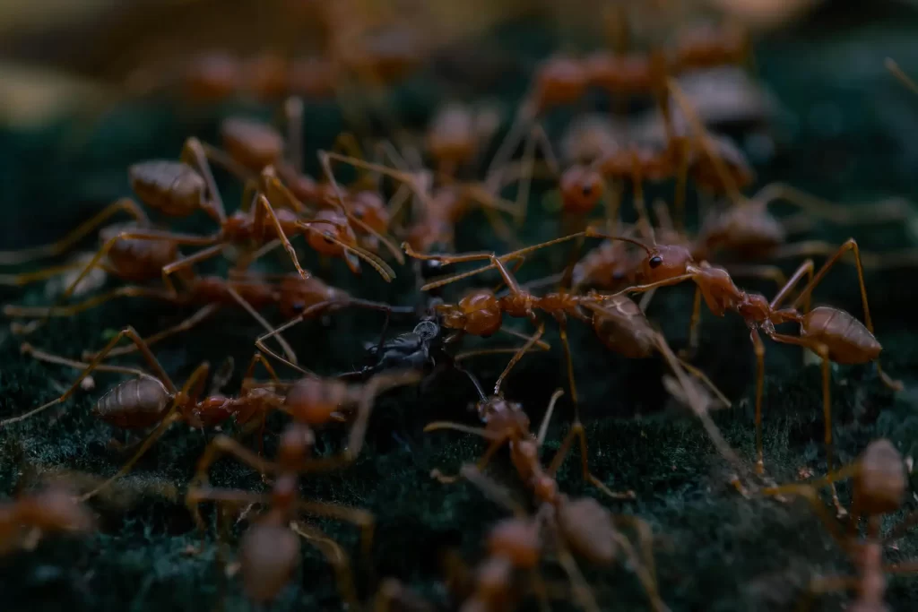 Detailed macro shot of fire ants interacting on a forest floor
