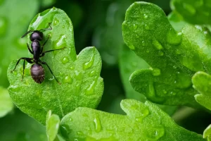 Close up of ant crawling on spring leave.