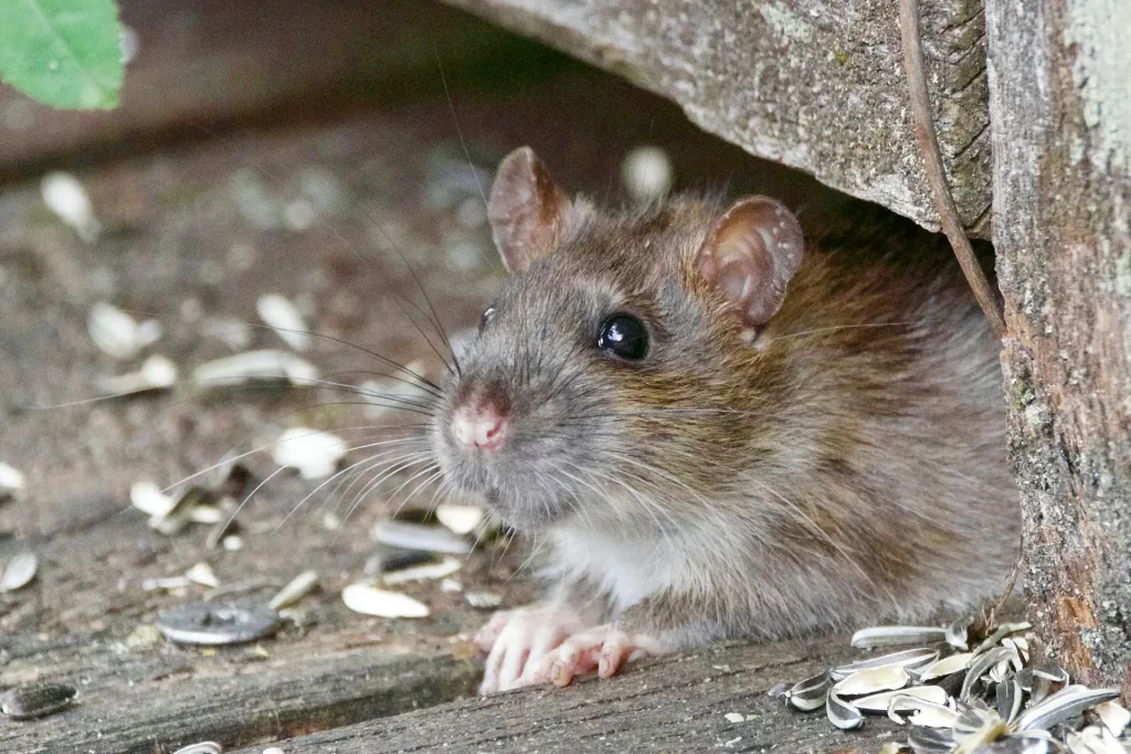Mouse outside of home