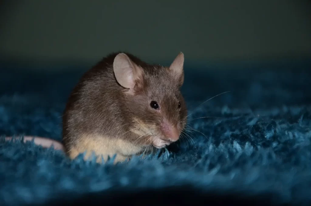 House mouse chewing on carpet