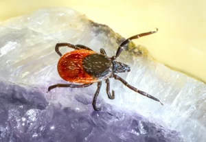 Close up of tick