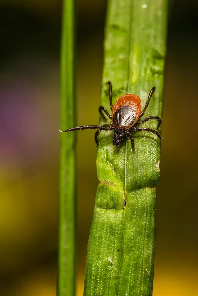 Close up of tick crawling on leaf