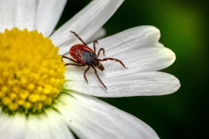 Close up of tick crawling on flower petals