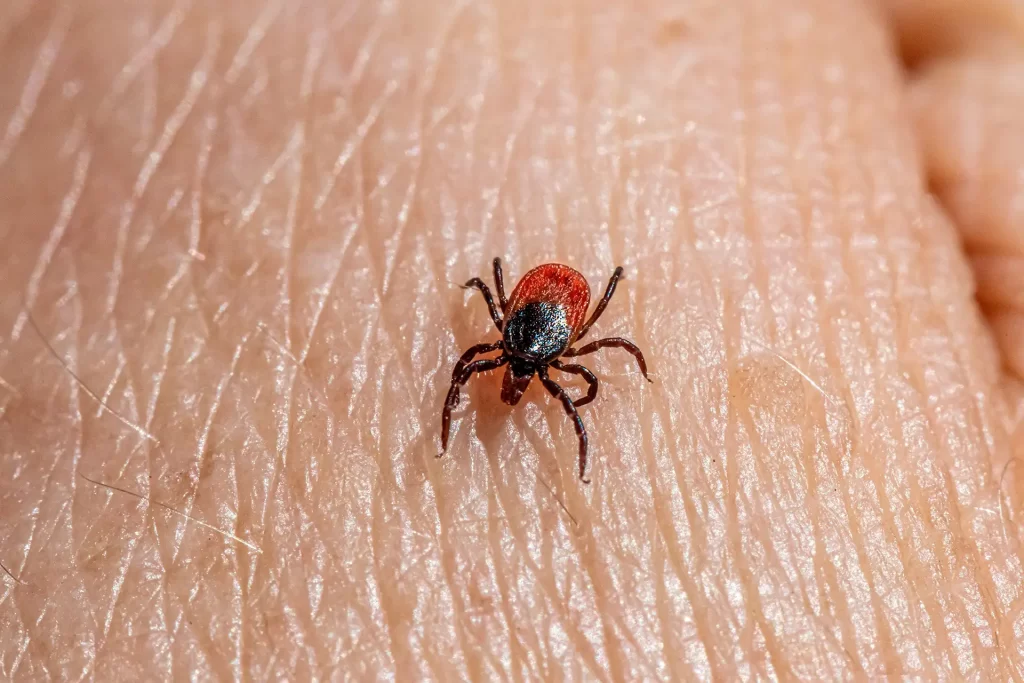 Close up of tick crawling on human hand