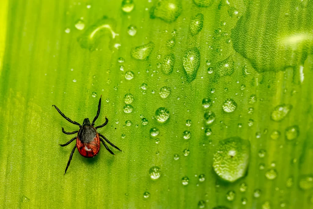Close up of tick crawling on wet leaf