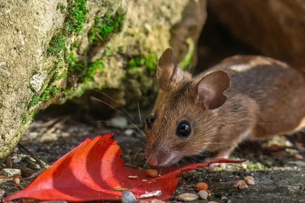 Mouse outside with scavenged food scraps