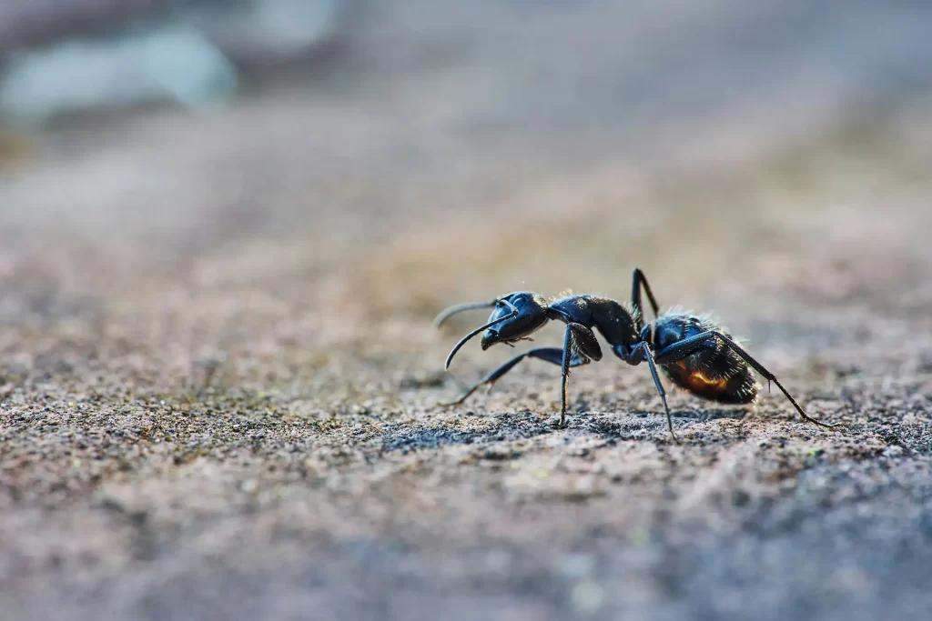 Close up of black ant on sidewalk