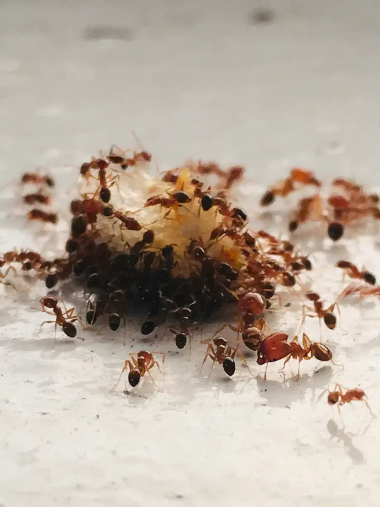 Ant colony gathering food.