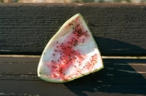 Ant colony eating watermelon.