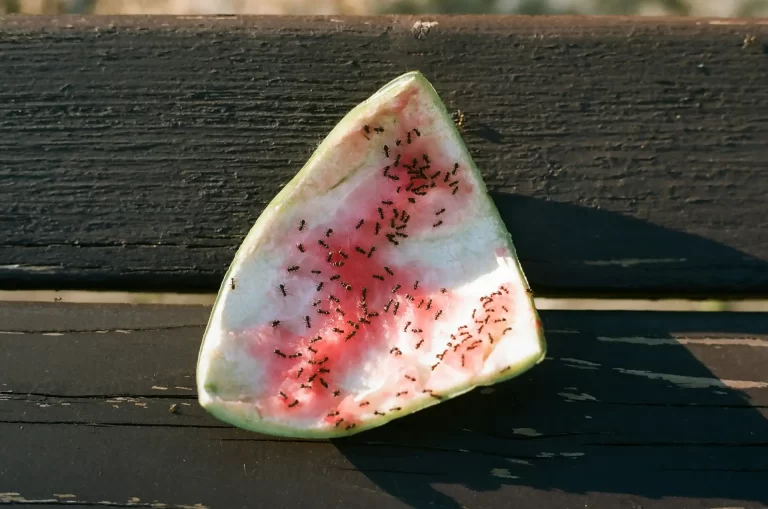 Ant colony eating watermelon.