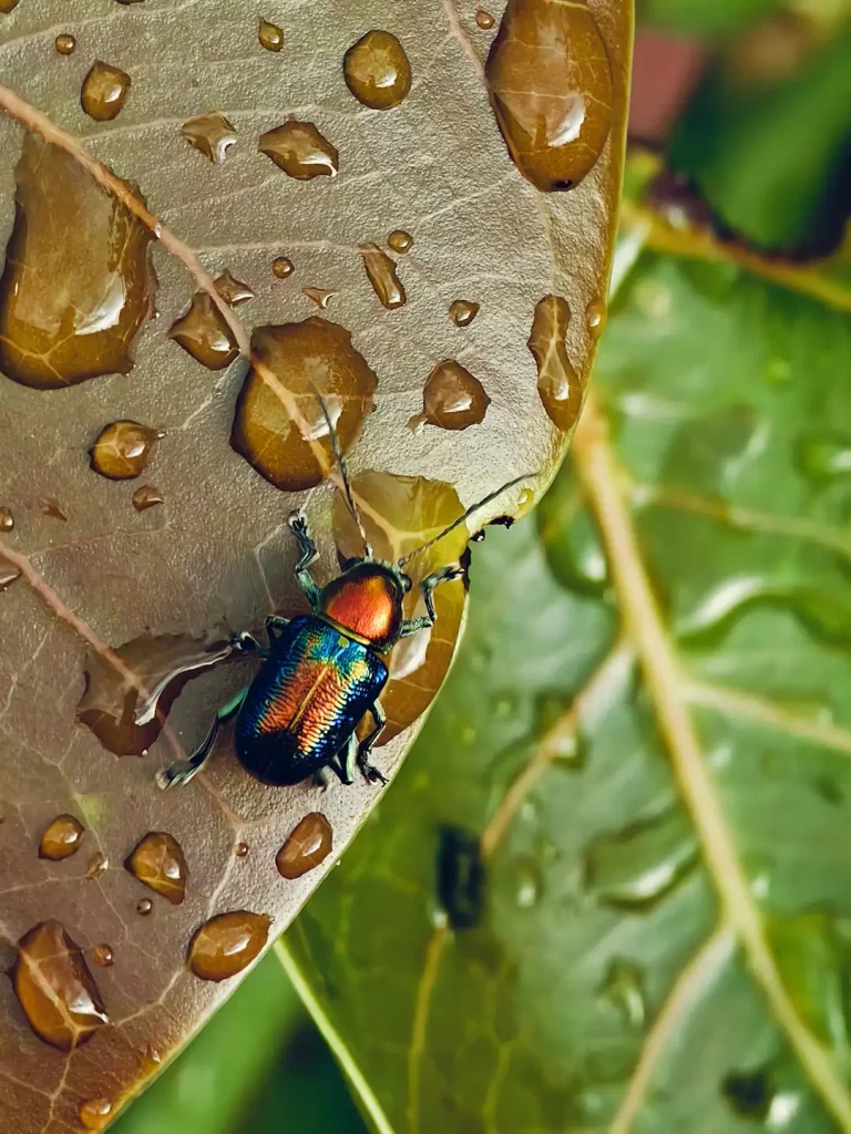 Close-up of a colorful jewel beetle resting on a dewy leaf after rain, showcasing intricate details