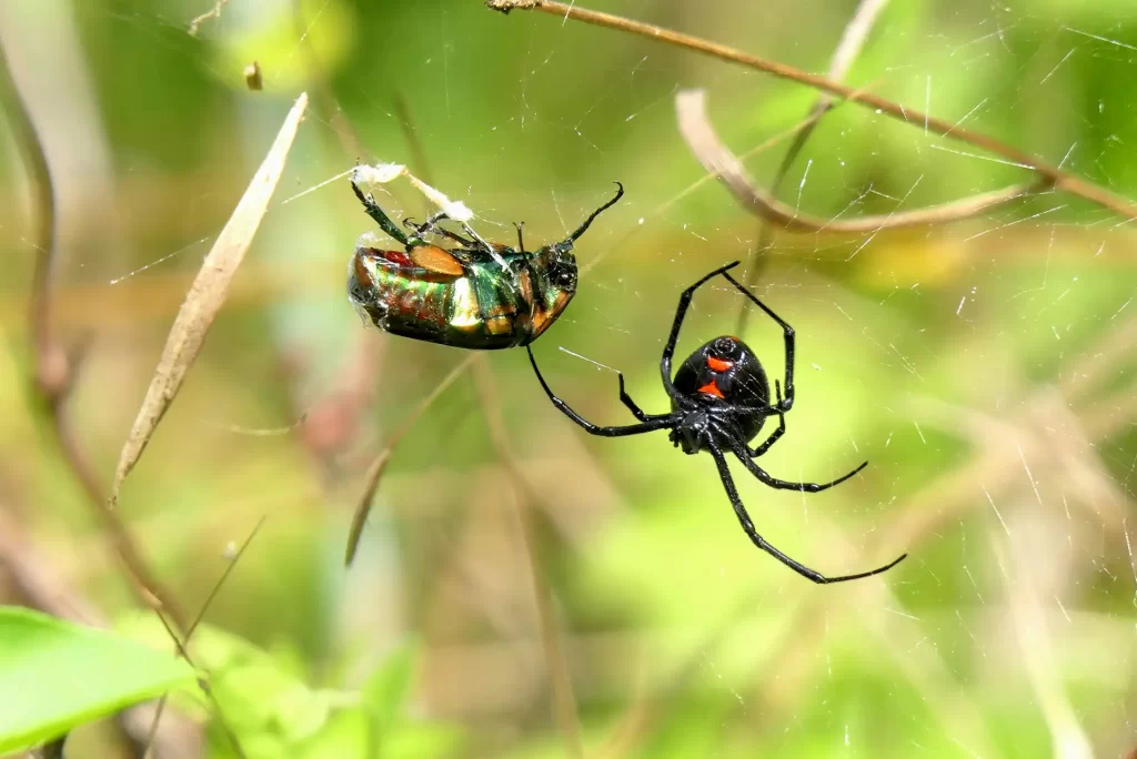 Black widow spider on web eating a fly