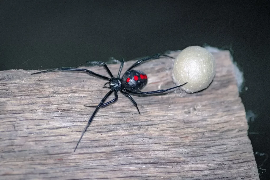 Black widow spider crawling on scrap of wood