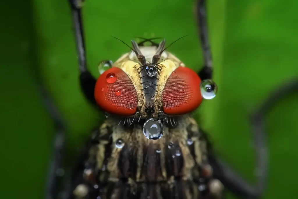 Close-up of a fly with striking red eyes and water droplets on a green leaf
