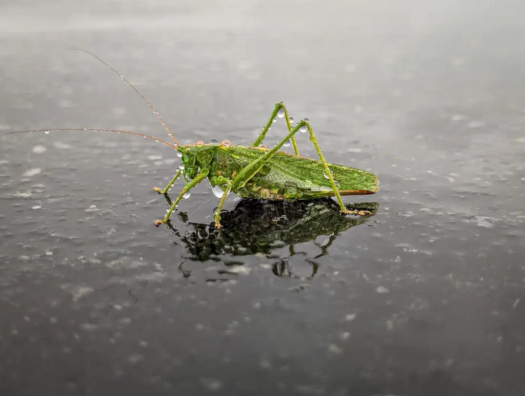 Close-up of a green grasshopper on a wet surface displaying detailed features and reflection