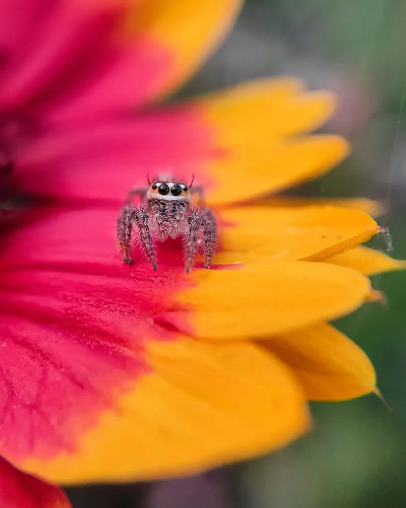 Tiny jumping spider on vibrant pink and orange flower