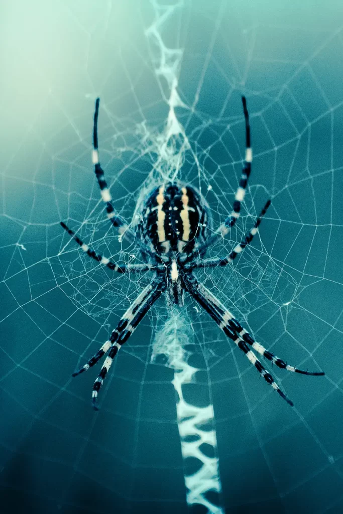 Close up of orb weaver spider on web