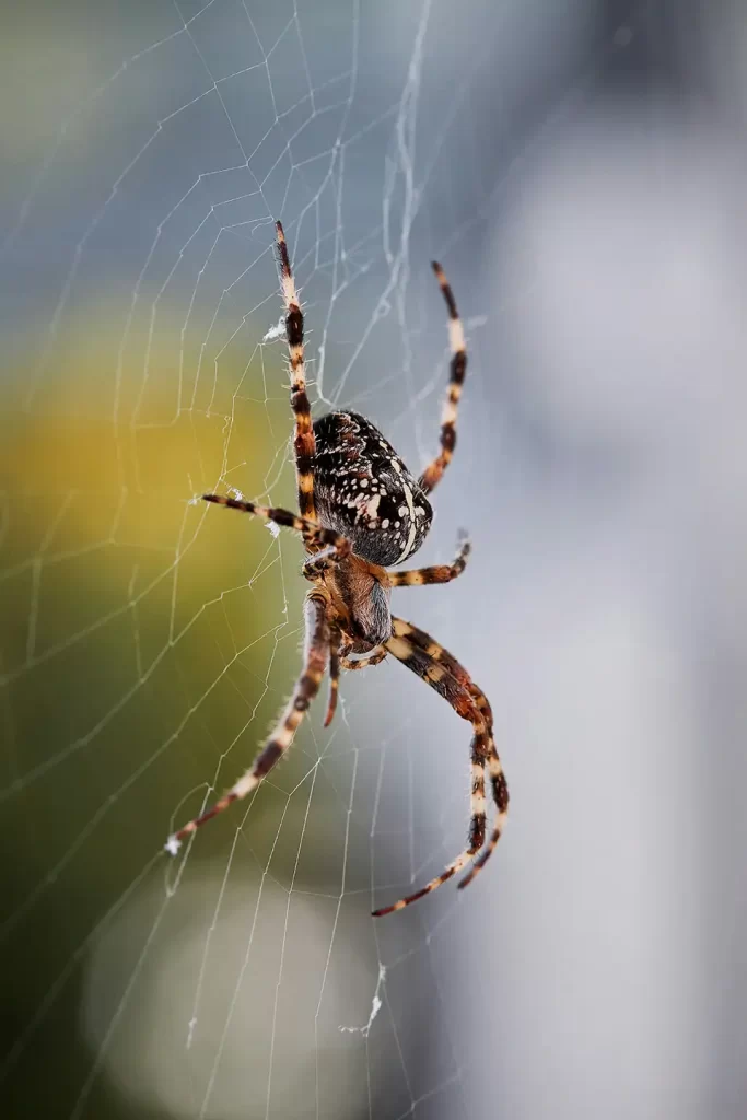 Close up of orb weaver spider on web