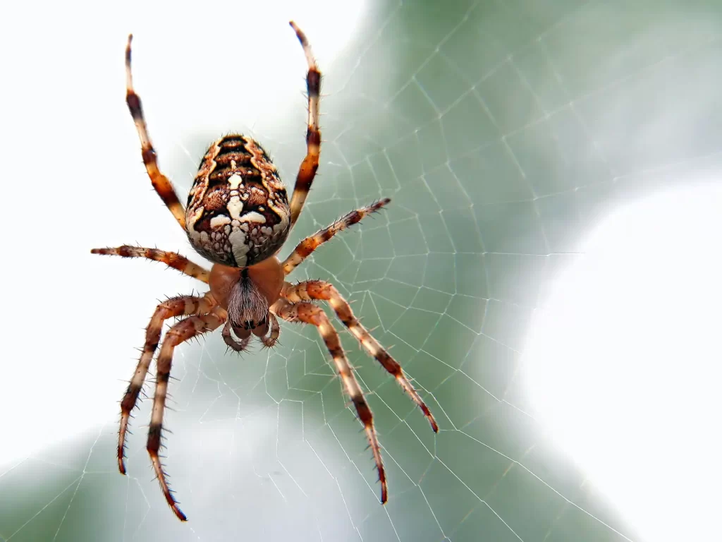 Close up of orb weaver spider on web