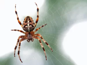 Close up of orb weaver spider on web