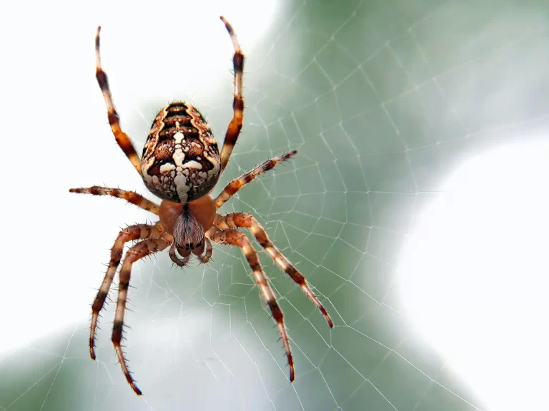 Close up of orb weaver spider on web
