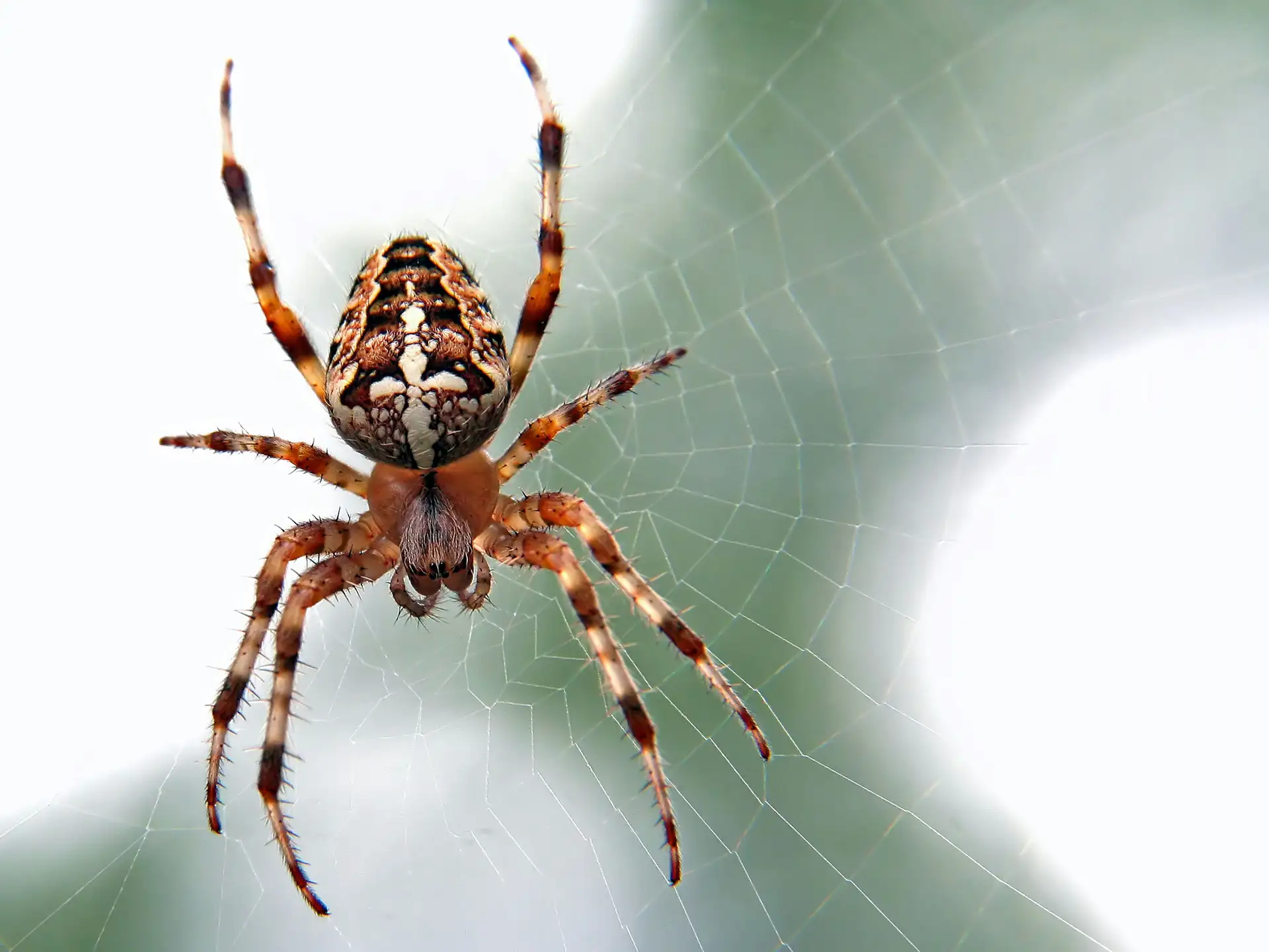 Close up of orb weaver spider on web