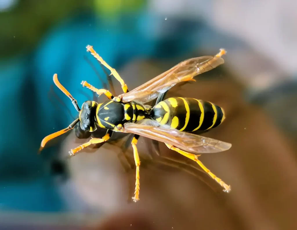 Vivid macro shot capturing the intricate details of a European wasp (Vespula germanica) resting on glass