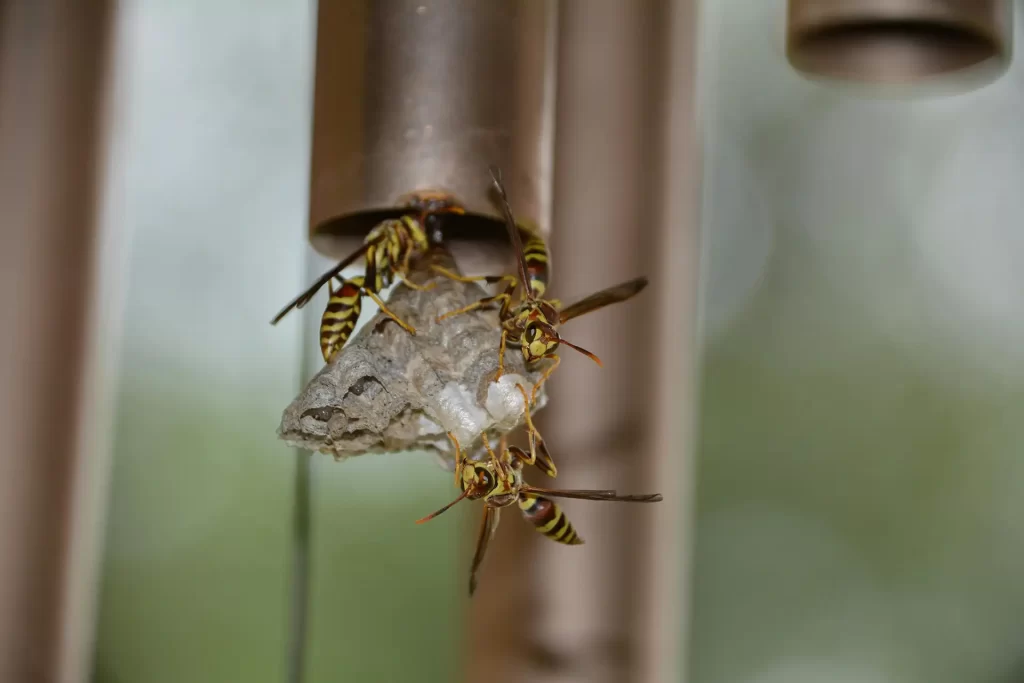 Wasps building nest inside pipe