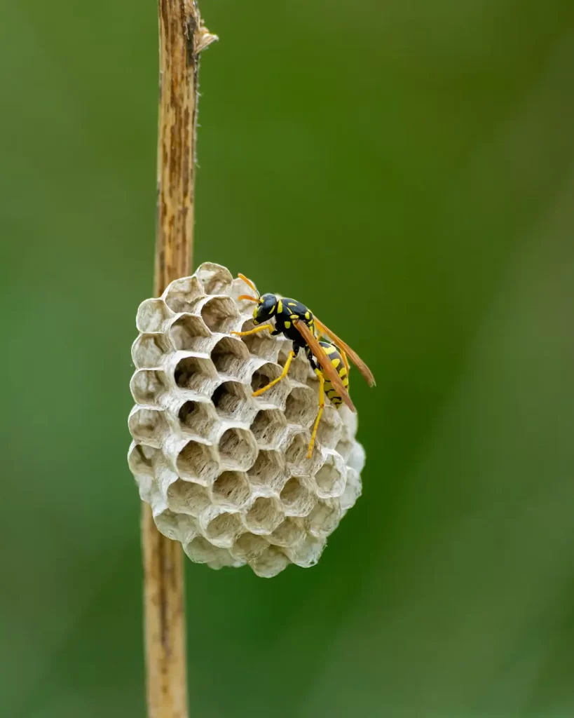 Paper wasp nest built on plant stem