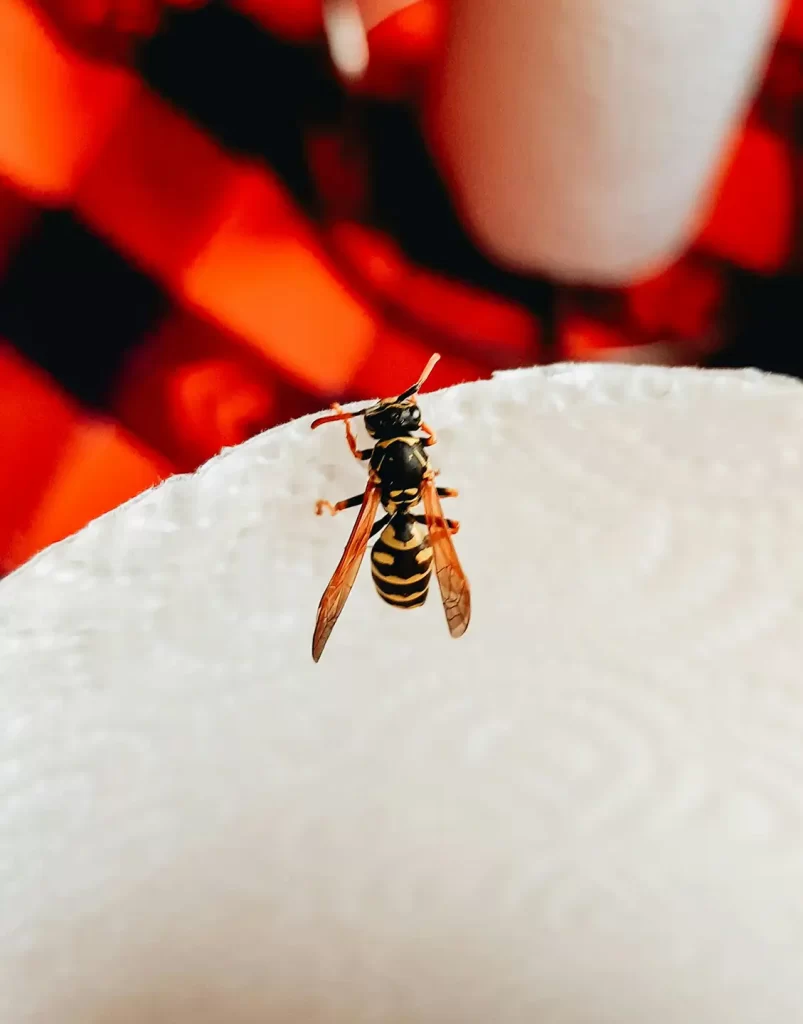 Wasp crawling on paper towel invading picnic
