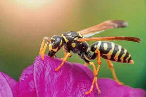 Close up of wasp crawling on vibrant pink flower