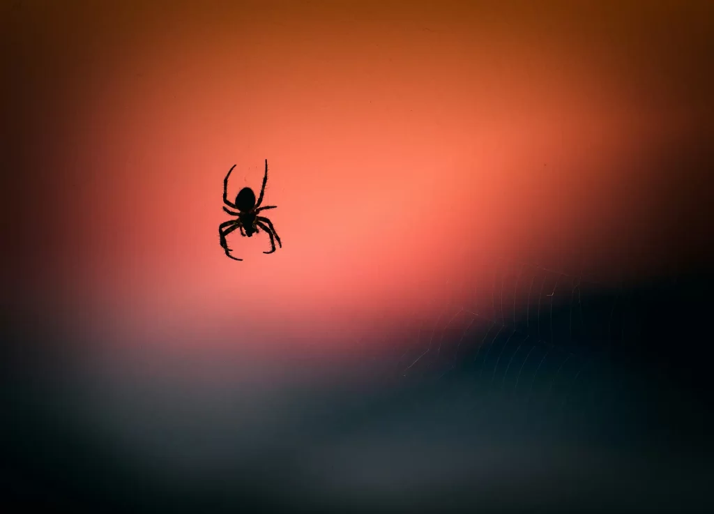 Silhouette of spider on web