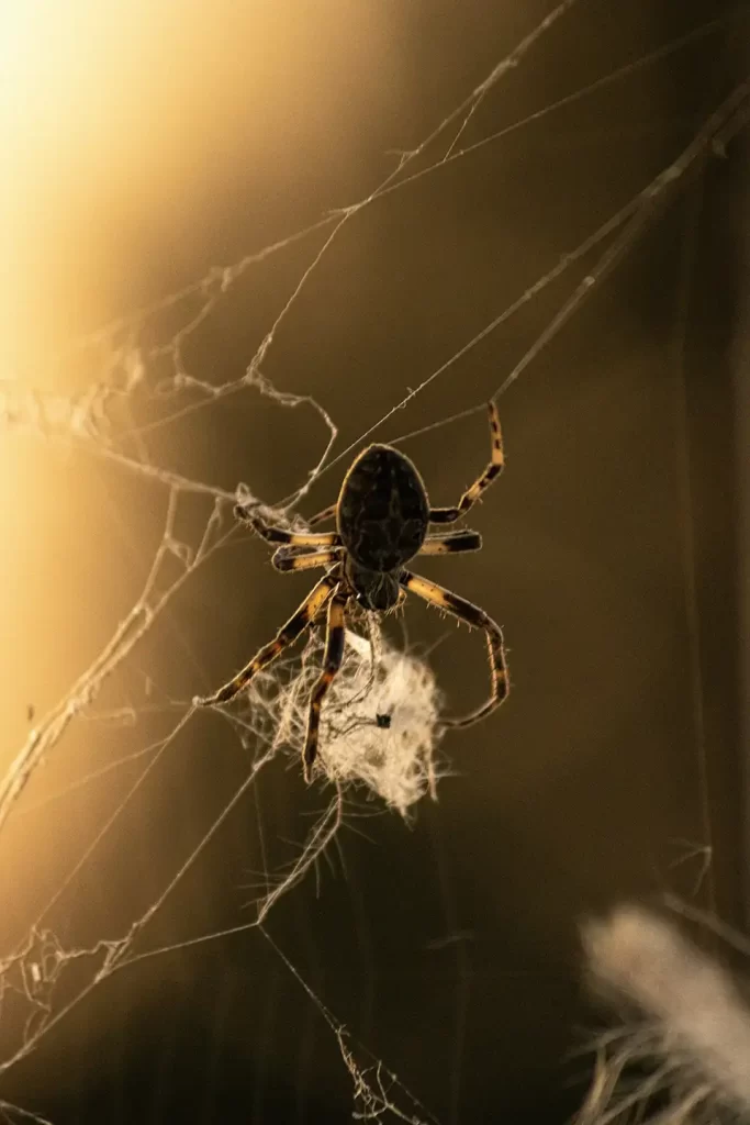 Spider on web eating prey