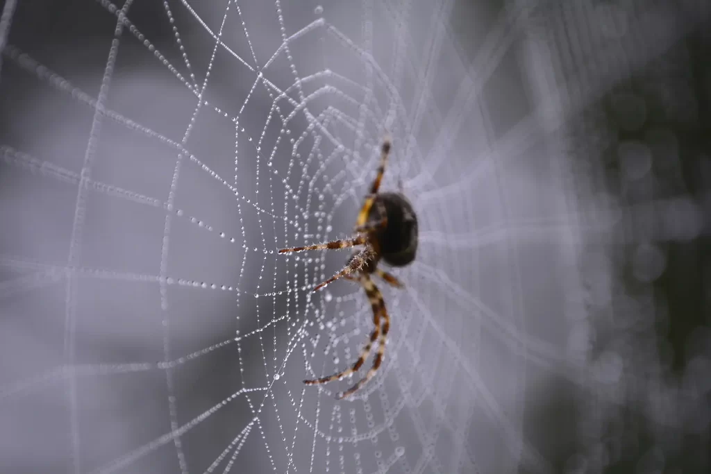 Close up of spider on web