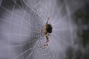 Close up of spider on web