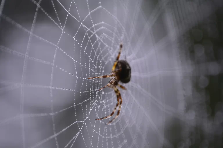 Close up of spider on web