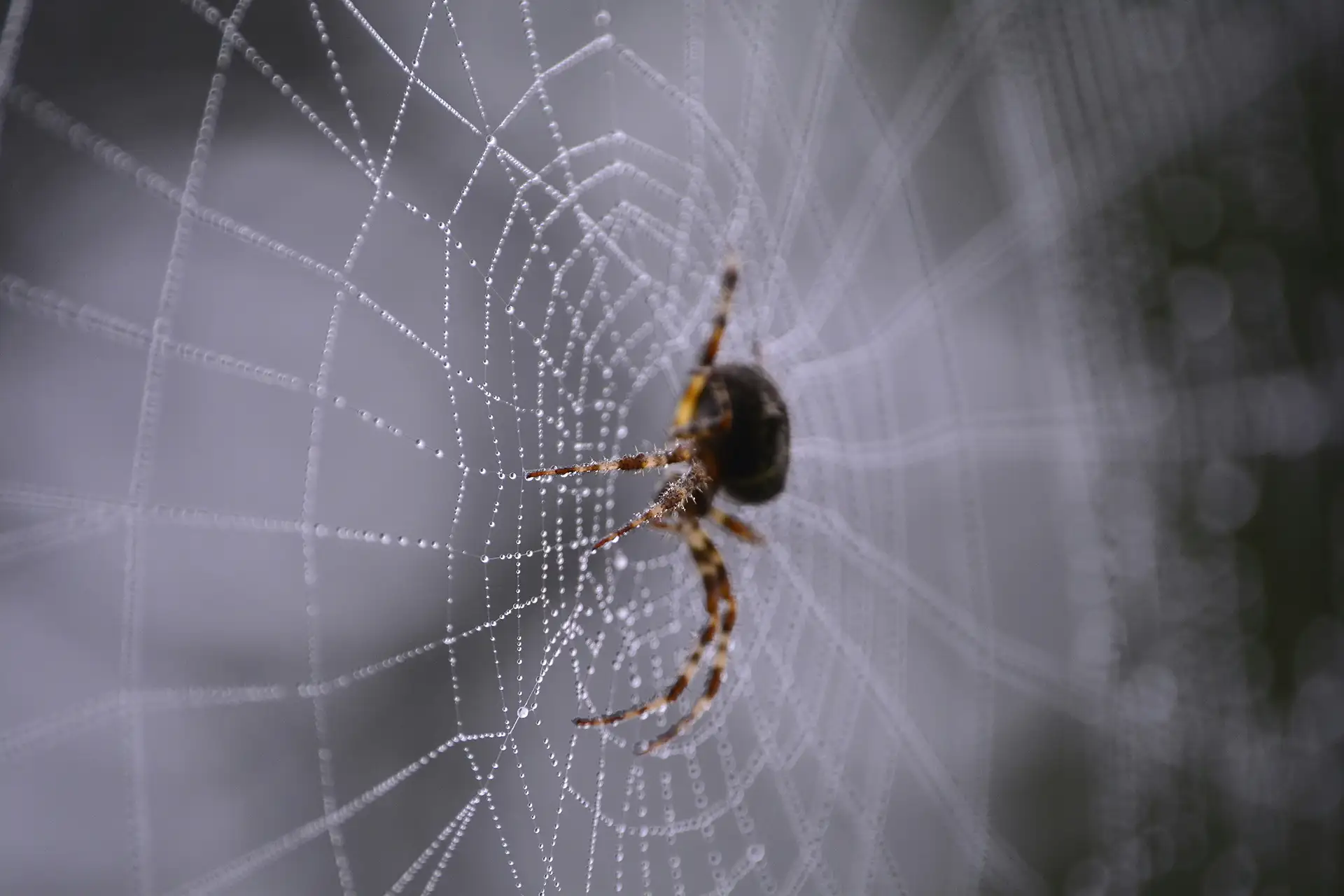 Close up of spider on web