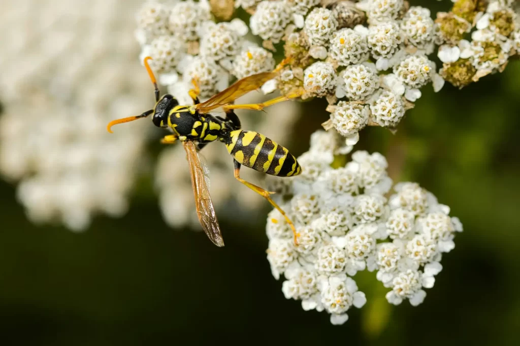 Wasp crawling on white flowers